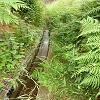Plants: image 18 Of 208 Thumb